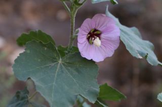 Lavatera maritima Gouan [7/8]
