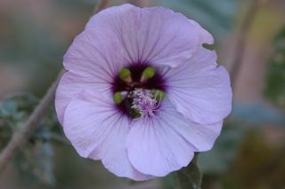 Lavatera maritima Gouan [8/8]