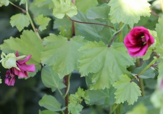 Malope trifida Cav. [2/4]