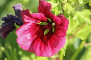 Malope trifida Cav. [3/4]