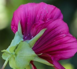 Malope trifida Cav. [4/4]