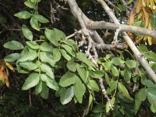 Fraxinus angustifolia Vahl [1/4]