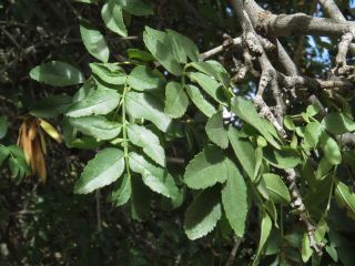 Fraxinus angustifolia Vahl [2/4]