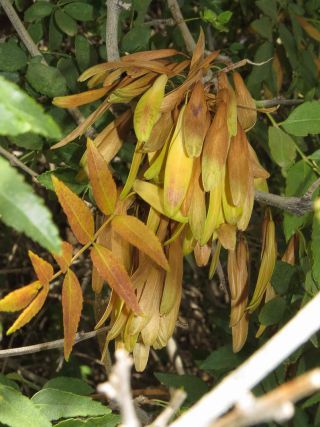 Fraxinus angustifolia Vahl [3/4]