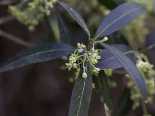 Olea europaea L. subsp. europaea var. sylvestris (Mill.) Lehr [1/13]