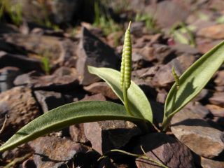 Ophioglossum polyphyllum A. Braun [1/3]