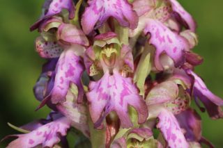 Himantoglossum robertianum (Loisel.) P. Delforge [7/7]