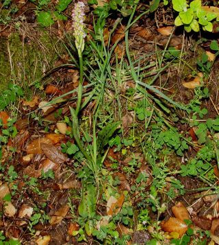 Neotinea maculata (Desf.) Stearn [1/4]