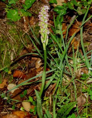 Neotinea maculata (Desf.) Stearn [2/4]