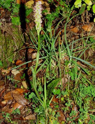 Neotinea maculata (Desf.) Stearn [4/4]