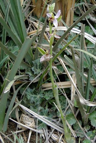 Ophrys apifera Huds. [1/9]