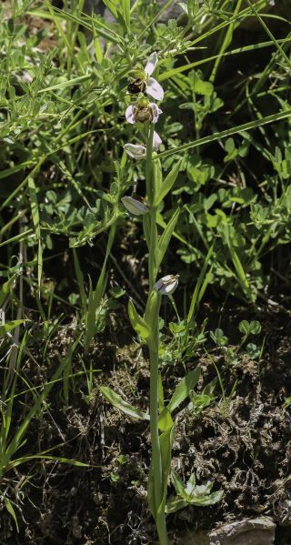 Ophrys apifera Huds. [3/9]