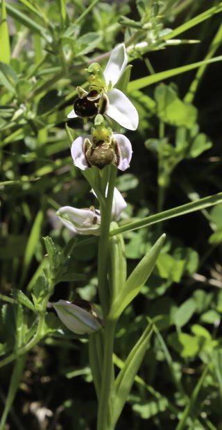 Ophrys apifera Huds. [4/9]
