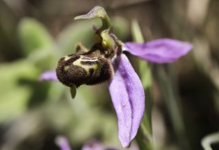 Ophrys apifera Huds. [6/9]