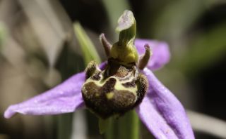 Ophrys apifera Huds. [7/9]