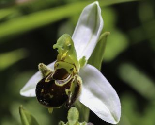 Ophrys apifera Huds. [9/9]