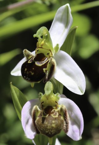 Ophrys apifera Huds. [5/12]