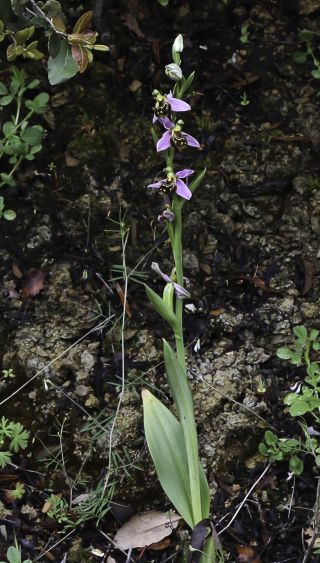 Ophrys apifera Huds. [10/12]