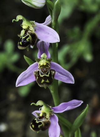Ophrys apifera Huds. [11/12]