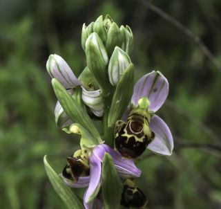 Ophrys apifera Huds. [12/12]