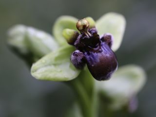 Ophrys bombyliflora Link [1/9]