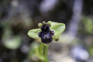 Ophrys bombyliflora Link [2/9]