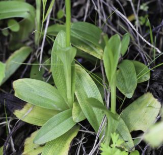 Ophrys bombyliflora Link [4/9]