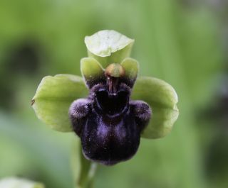 Ophrys bombyliflora Link [5/9]