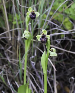 Ophrys bombyliflora Link [6/9]