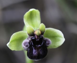 Ophrys bombyliflora Link [7/9]