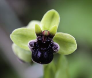 Ophrys bombyliflora Link [8/9]