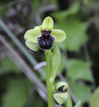 Ophrys bombyliflora Link [9/9]