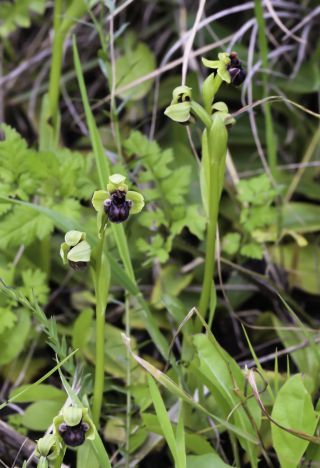Ophrys bombyliflora Link [3/9]