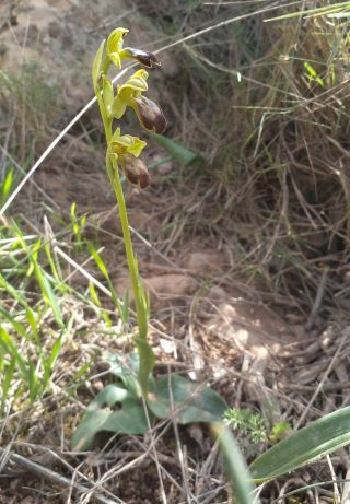 Ophrys fusca Link [1/3]