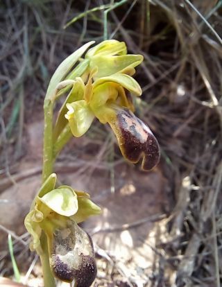 Ophrys fusca Link [2/3]