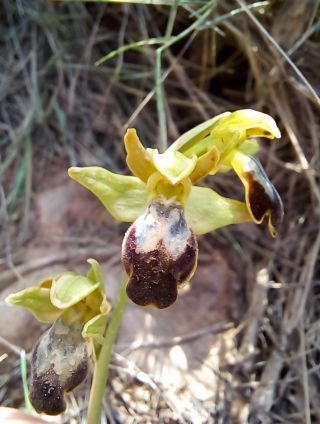 Ophrys fusca Link [3/3]