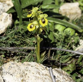 Ophrys lutea Cav. [1/5]