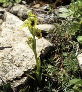 Ophrys lutea Cav. [5/5]