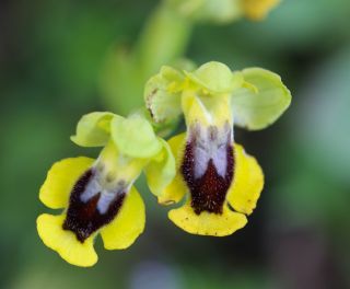 Ophrys lutea Cav. [6/6]