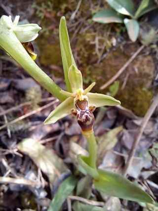 Ophrys scolopax subsp. apiformis (Desf.) Maire & Weiller [1/2]