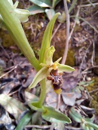 Ophrys scolopax subsp. apiformis (Desf.) Maire & Weiller [2/2]