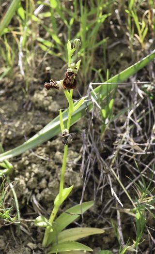Ophrys speculum Link [1/9]