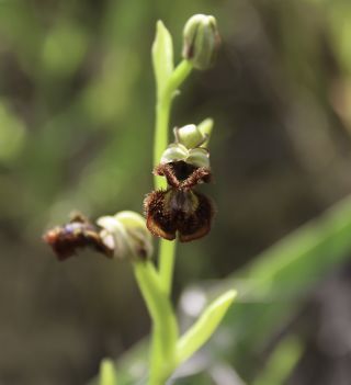 Ophrys speculum Link [2/9]