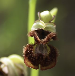 Ophrys speculum Link [3/9]