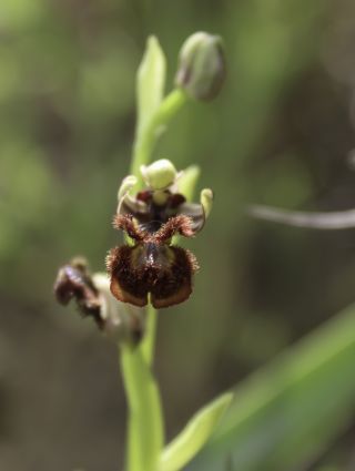 Ophrys speculum Link [4/9]