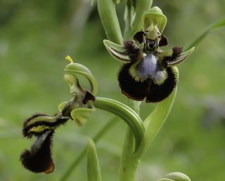 Ophrys speculum Link [5/9]