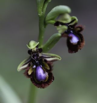 Ophrys speculum Link [6/9]