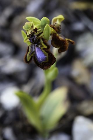 Ophrys speculum Link [8/9]