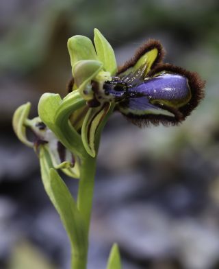 Ophrys speculum Link [9/9]