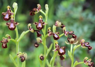 Ophrys speculum Link [10/12]